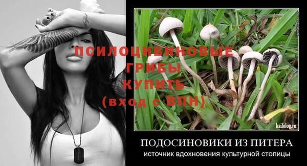 шишки Абаза